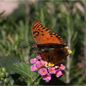 La Mariposa y la Flor 2